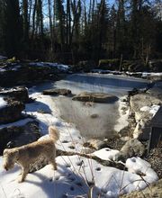 Gander Gartenbau Bild 14