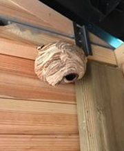 Anti Guêpes Nuisible AGN image 1