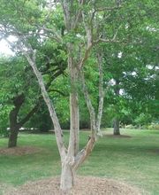 Cyprès des Hêtres image 6