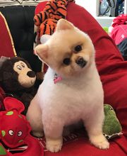 O'Beau Cabot image 1