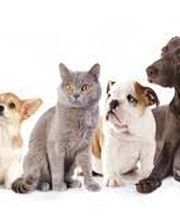 STE PROTECTRICE DES ANIMAUX image 1