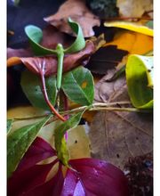 Bizeul Brigitte image 6