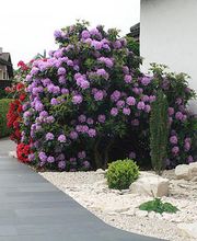 Künzli Gartenbau GmbH Aadorf Bild 2