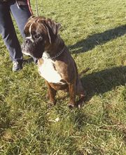 Binôme A 3 Education Canine image 6