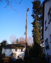 Arbo Pro image 8
