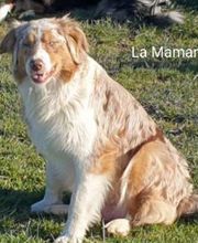 Elevage des Bois de Loge Borgne image 15