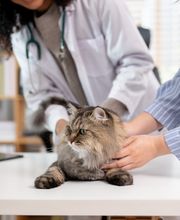 Tierarzt Dr. med. vet. Laviniu Radu Bild 3