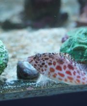 Aqua-Matrix Corals GmbH Bild 18