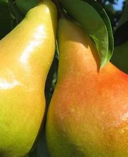 Pépinières Du Val D'Or image 4