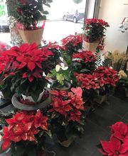 Acqua Flora image 19