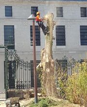 Dans Les Arbres image 6