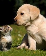 West Park Veterinary Services image 16