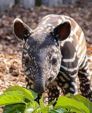 Zoo de La Boissière du Doré image 3