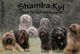 Tibet Terrier Zucht Shamba Kyi