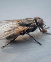 OPC Pest Services - Thornton image 3