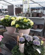 Bee wie Blumen Bild 13