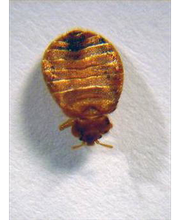 Knöchlein Kammerjäger Bild 2