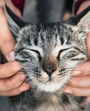 Tiermedizentrum Lyssbach GmbH Bild 2