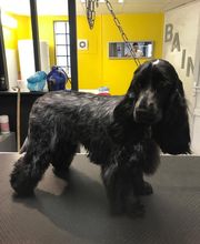 Au Look Canin image 6