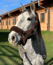 Manège du Mont Bild 5