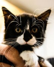 Hiram Animal Hospital image 17