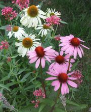 Staudengärtnerei David Müller Bild 66