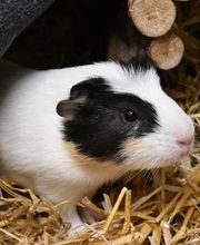 DAS FUTTERHAUS - Bremen-Weserpark Bild 1