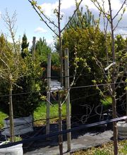 Kienzle Garten GmbH Bild 8