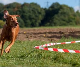 Hundeschule Wauschlau - Longieren Longieren mit Hund bei der Hundeschule Wauschlau: Distanzarbeit im Kreis als Kombination aus Bewegung, geistiger Herausforderung und Teamarbeit. Abwechslungsreiche Beschäftigung für Hund und Halter.