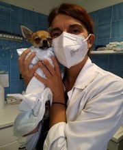 Ospedale Veterinario Ardenza immagine 7