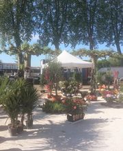 Olipalm pépiniére image 12