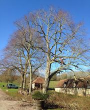 Arboteam SARL image 4