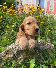 La Pouponnerie image 8