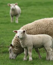 Schenkerhof, Schaffleisch, Däniken