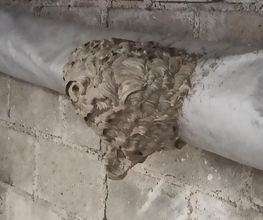 S5d Frelons - Guepes image 5