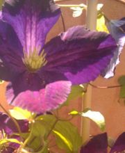 Isabelle Le Lay image 1