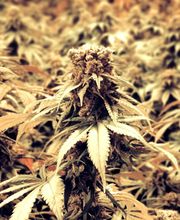 Herba di Berna AG, Fachgeschäft für CBD & Hanfprodukte Bild 9