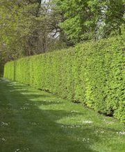 MR Grün- und Winterservice GmbH Bild 4