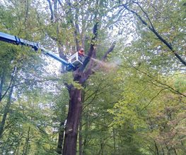 Arborista Baumdienst Baumpflege Baumfällung Baumarbeiten Bild 4
