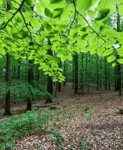 FriedWald Kisdorf Bild 5