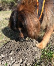 Hunde-Schule Manuela Albrecht - I han en Hund ... ja und?! Bild 12