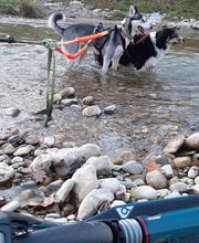 Éducateur canin formateur en premiers secours canin et félin image 8