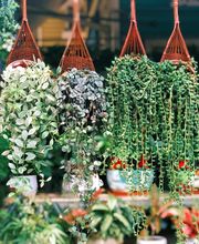 Vegetal Trend Sàrl Bild 8