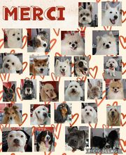 Hop les Poils image 9