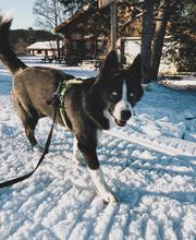 Educa'Dog image 10