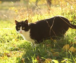Katze im Sommer