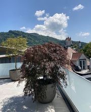 Kummer Gartenbau - Pflanzenoase Bild 14