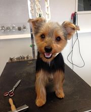 La Gent Canine image 6