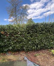 Haus-&Gartenservice Rose Bild 25