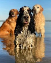 La Pouponnerie image 13